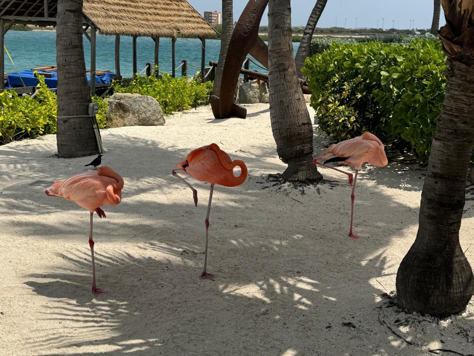 Central Boutique Hotel Oranjestad Dış mekan fotoğraf